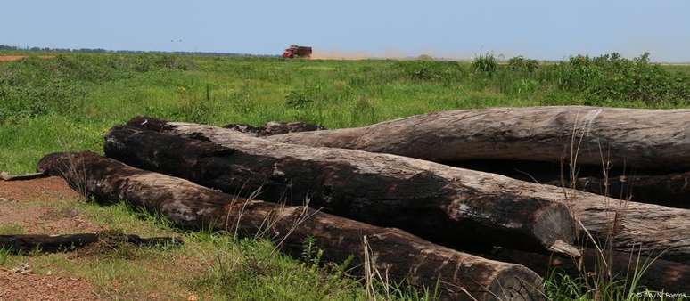 Proporcionalmente em relação ao próprio tamanho, Cerrado foi o segundo bioma que mais perdeu vegetação nativa