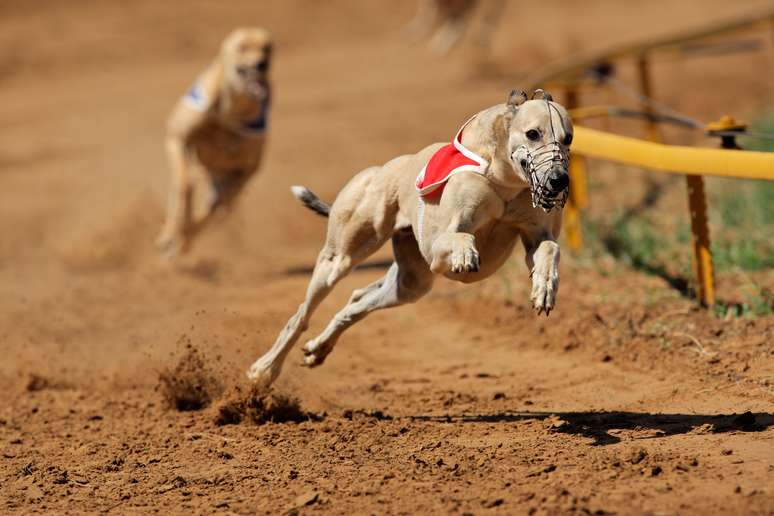 Veja quais são as principais dicas para apostar em corrida de galgos com a bet365