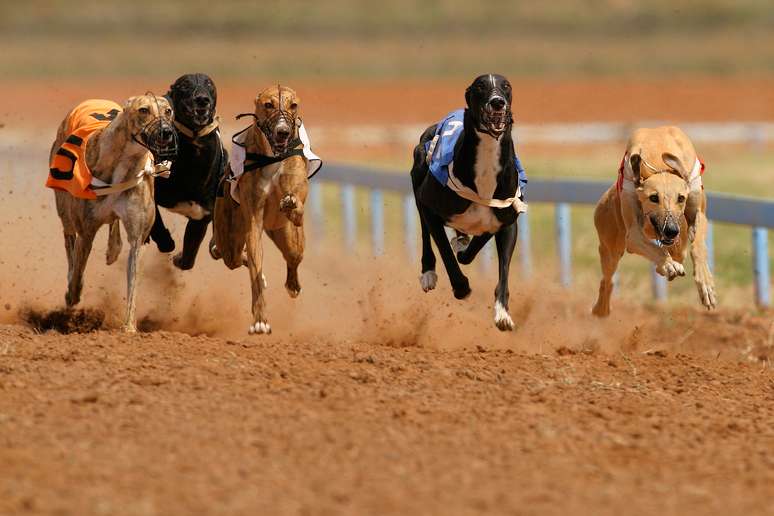 Veja como apostar em corrida de galgos com a bet365