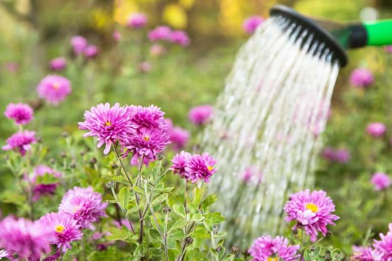 As flores precisam de água para se manterem vivas 