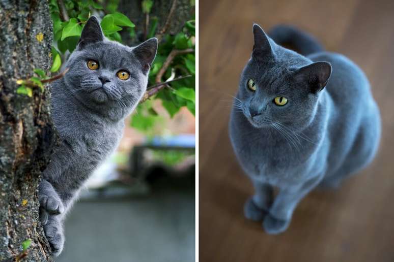 O british shorthair tem pelagem densa e olhos laranjas, enquanto o chartreux é grande, peludo e com olhos dourados 