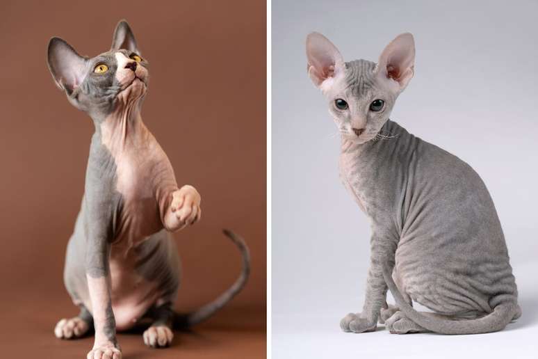 A diferença entre o sphynx e o peterbald está na estrutura corporal 