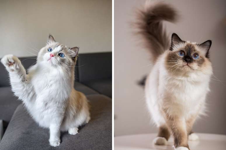 O ragdoll e o birmanês têm pelagem similar; no entanto, o segundo é um pouco menor 