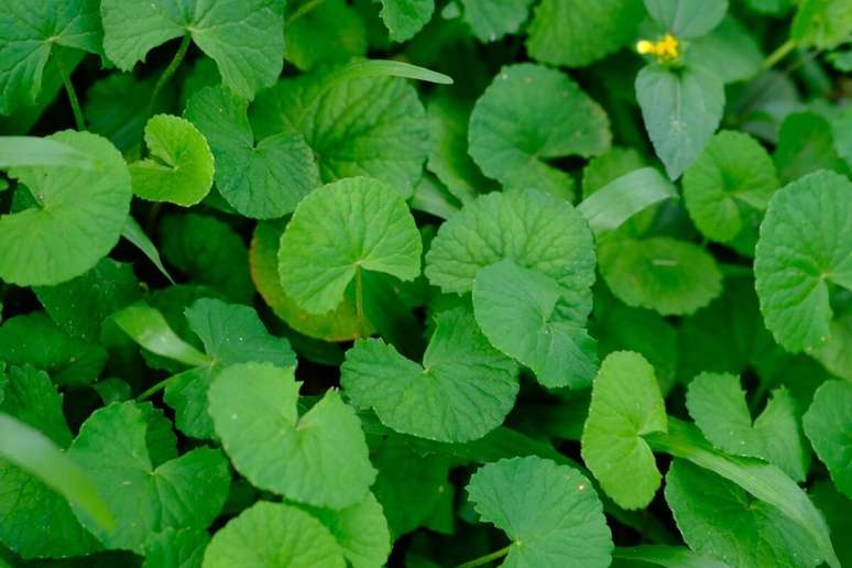 A centella asiática é uma planta com uma longa história de uso na medicina