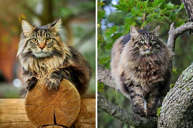 Os gatos maine coon e norueguês da floresta se diferem pela estrutura corporal 