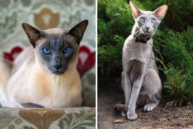 A diferença entre o siamês e o oriental shorthair está na cor da pelagem e dos olhos 