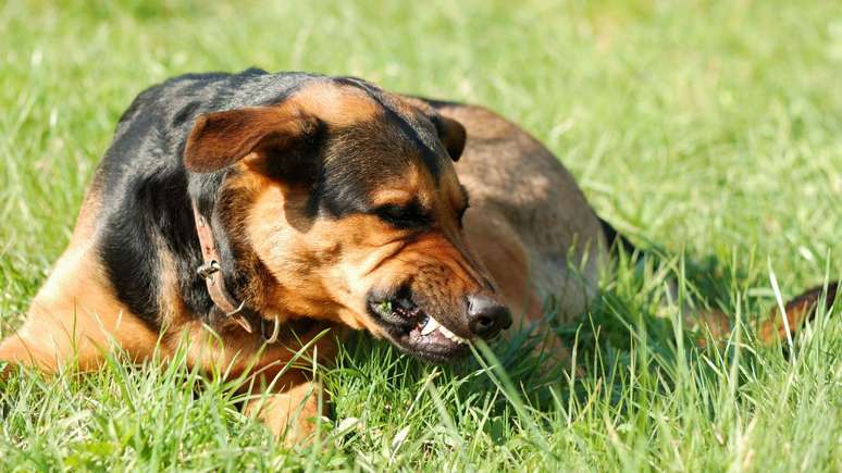 A raiva é uma doença infecciosa que afeta cães e gatos