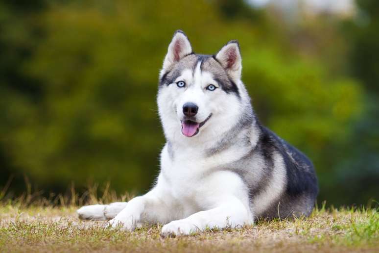 O olho azul e a aparência semelhante a de um lobo conferem um toque especial à aparência do husky siberiano 