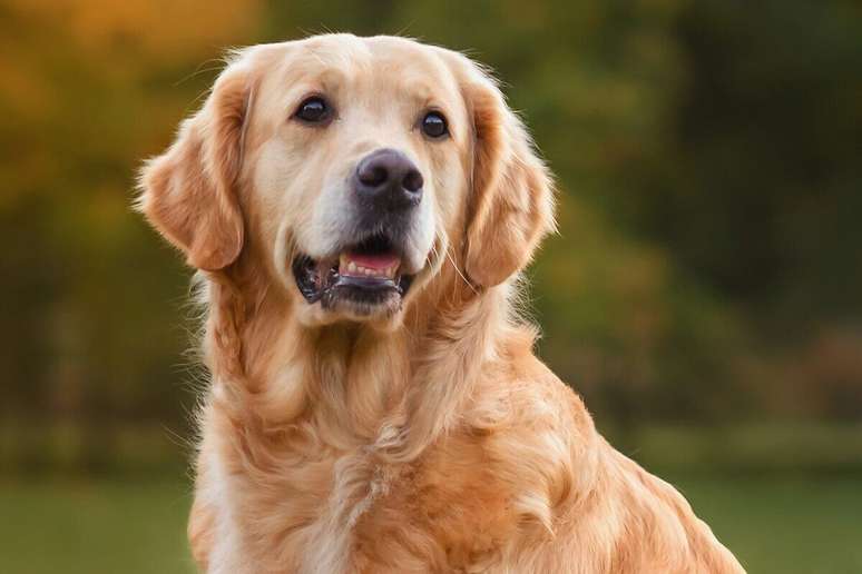 O golden retriever tem uma pelagem dourada, longa e brilhante 