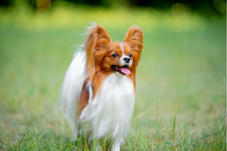 A pelagem longa e sedosa faz do papillon um dos cães mais delicados 