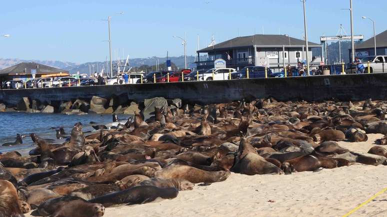 Praia nos EUA é interditada após ser tomada por centenas de leões-marinhos