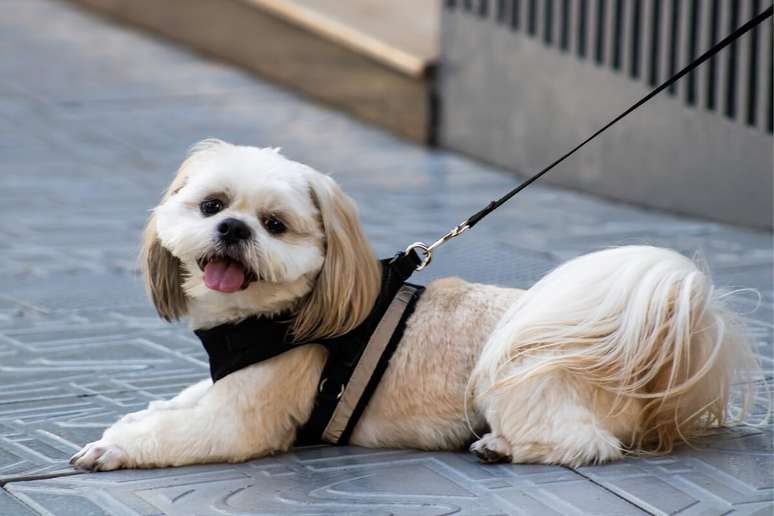 O shih tzu é pequeno em tamanho, mas grande em charme 