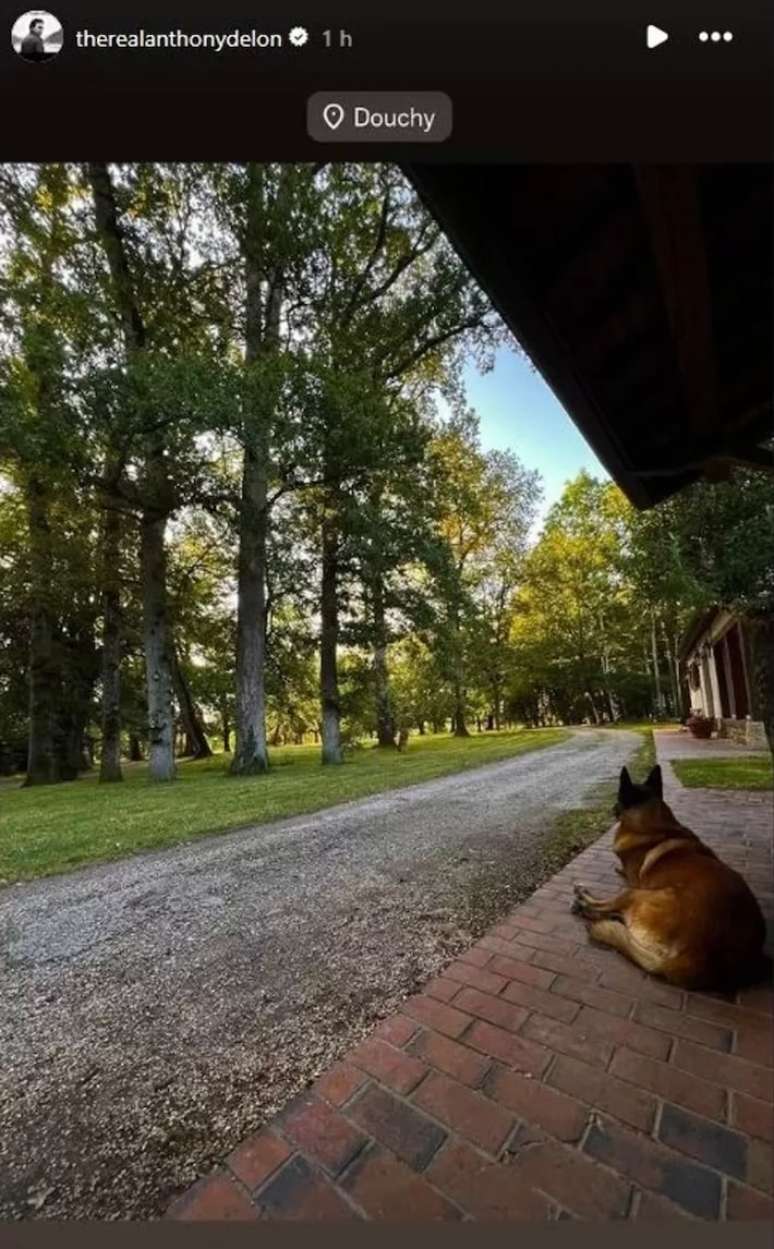 Loubo, cachorro e fiel escudeiro de Alain Delon