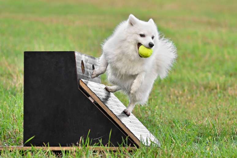 O flyball ajuda a melhorar a resistência física do cachorro 