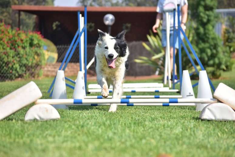 Existem esportes que são praticados por cachorros