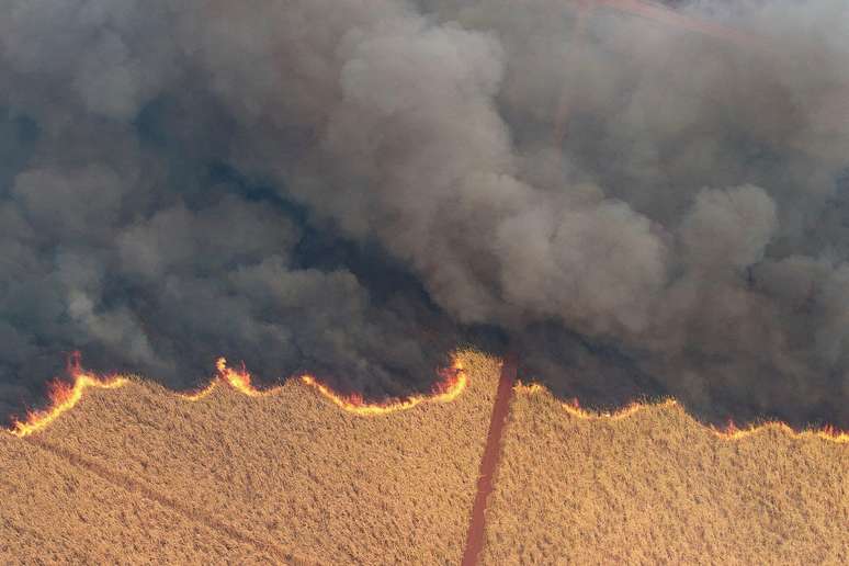 Plantação de cana foi atingida por incêndios em Dumont (SP)