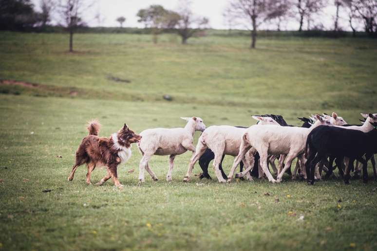 Os herding trials ajudam a estimular a mente dos cachorros 