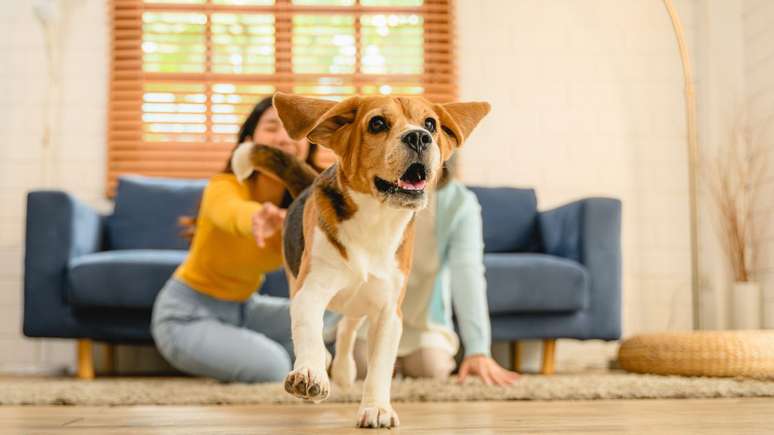 Nesse Dia do Cachorro, saiba como adaptar um filhote à sua casa