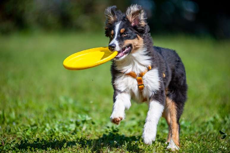 O frisbee melhora a agilidade do cachorro 