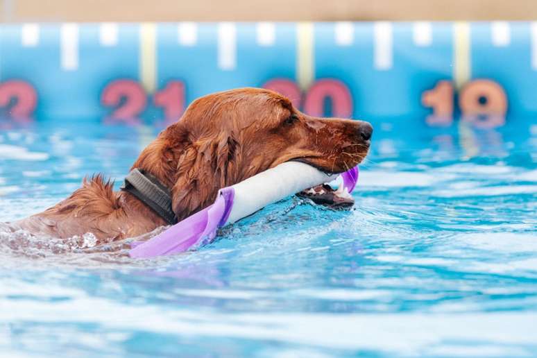 O dock diving ajuda a melhorar o condicionamento físico do cachorro 