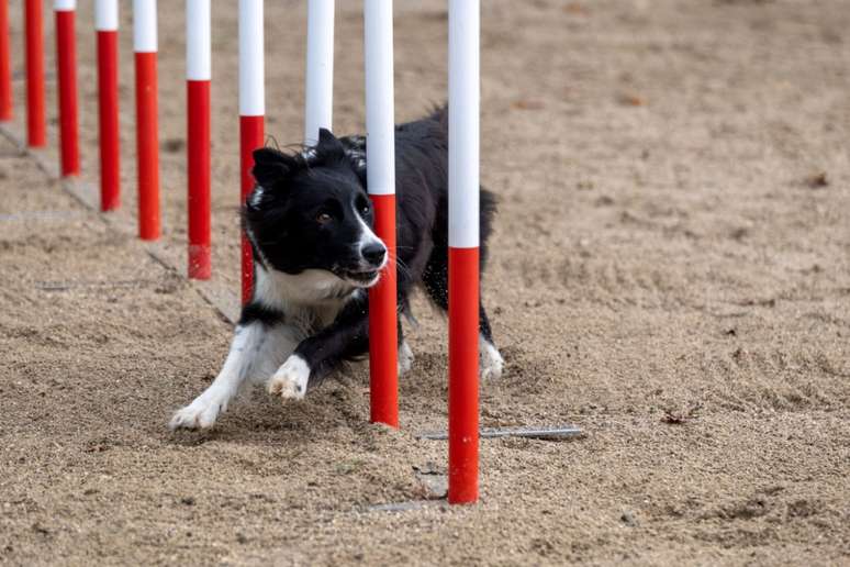 O agility ajuda a promover a saúde cardiovascular do cachorro 