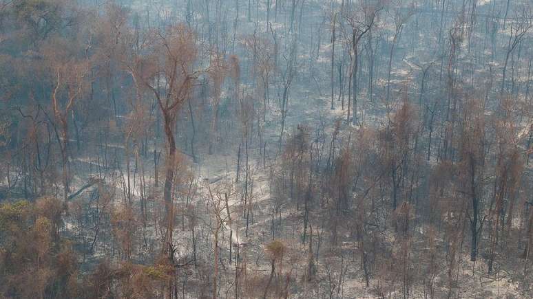 Chamas destruíram grandes áreas também no Estado de SP em 2024