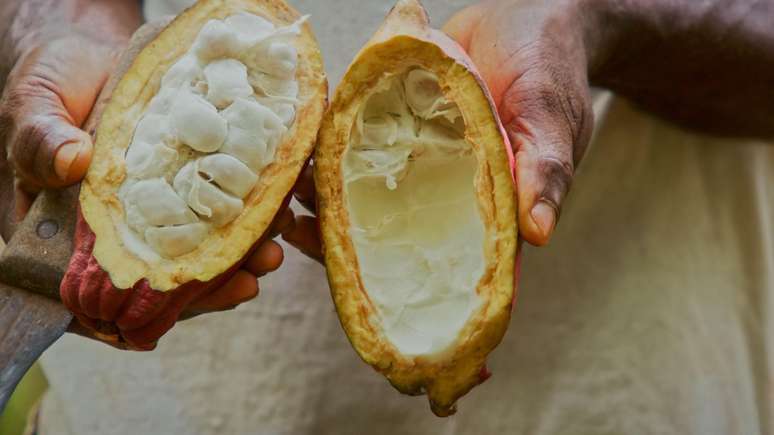 O fruto inteiro do cacau pode ser usado agora para fazer chocolate