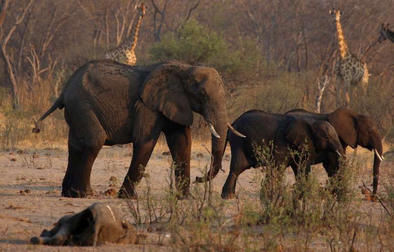 Um grupo de elefantes e girafas caminha perto de uma carcaça de elefante em um bebedouro dentro do Parque Nacional de Hwange, no Zimbábue, em 23 de outubro de 2019