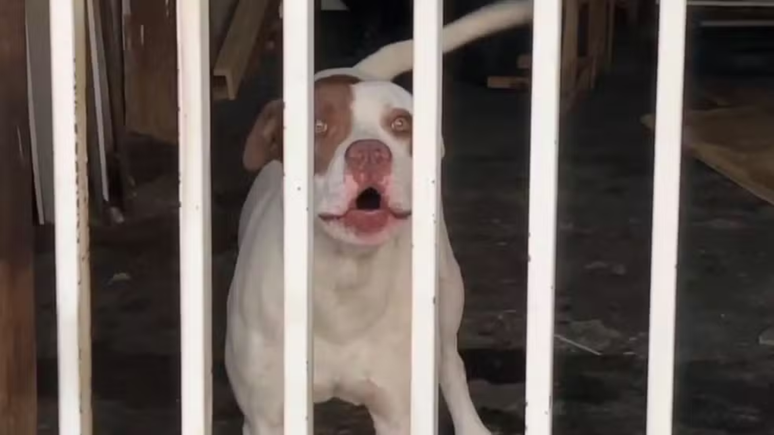 Tutor de pit bull j&aacute; foi identificado