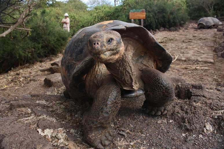 Tartaruga gigante na Fundação Charles Darwin 