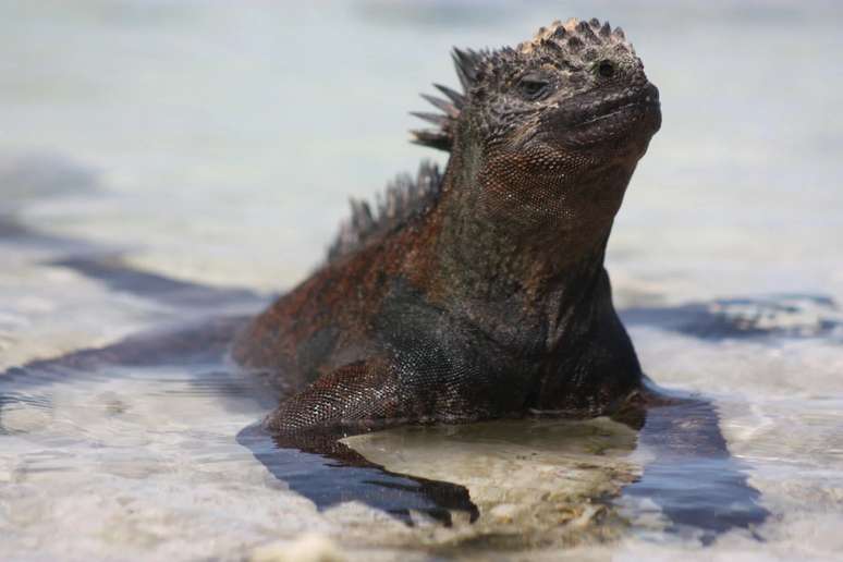 Iguana marinha na Baía Tortuga 