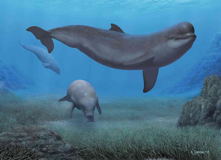 Reconstrução de uma paisagem marinha do início do Plioceno (5,1-4,5 milhões de anos atrás) na costa da Toscana (Itália) mostrando o monodontídeo Casatia thermophila e o sirênio Metaxytherium subapenninum, duas das muitas espécies que só foram encontradas no Mar Mediterrâneo após a reabertura do estreito para o Atlântico. Alberto Gennari, CC BY