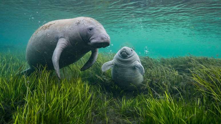 Esta foto foi tirada pelo geólogo Jason Gulley e está entre as que receberam menções honrosas no concurso Wildlife Photographer of the Year (Fotógrafo de Vida Selvagem do Ano, em tradução livre)