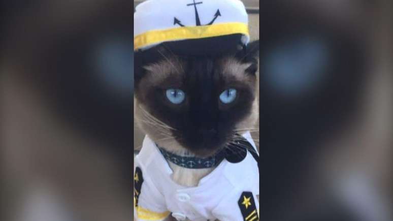 Captain, o gatinho do cruzeiro