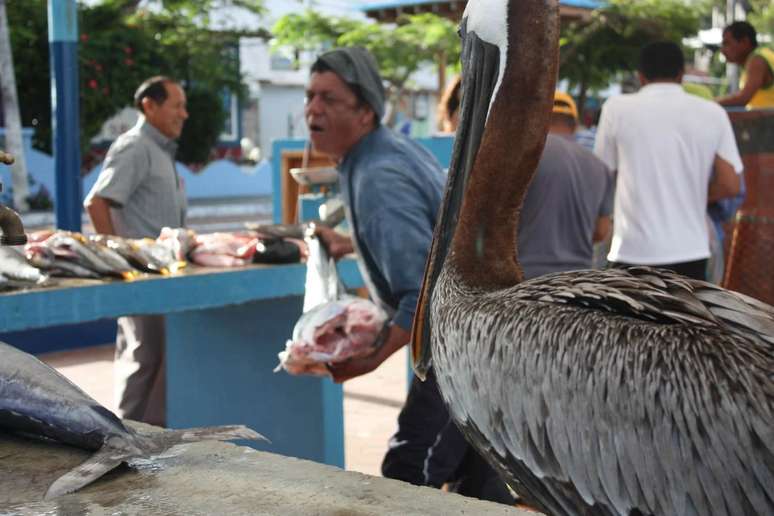 Mercado de Peixes, na Ilha Santa Cruz 