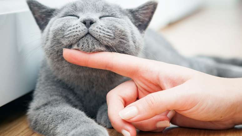 Para los gatos, los humanos somos felinos gigantes y miembros de su familia.