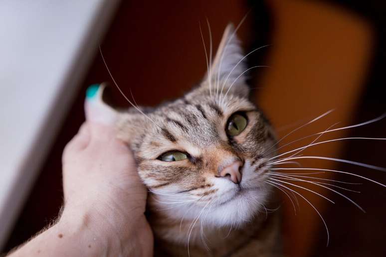 Os gatos também podem ronronar para reduzir o estresse e o medo 