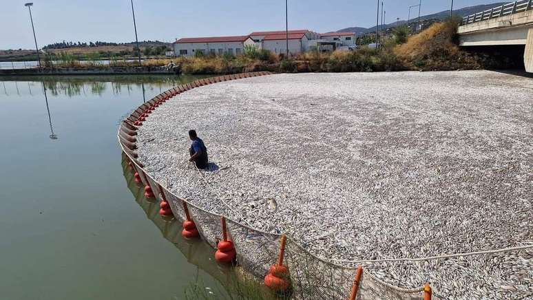 Mais de 100 toneladas de peixes mortos apareceram dentro e ao redor do porto de Volos, na Grécia.