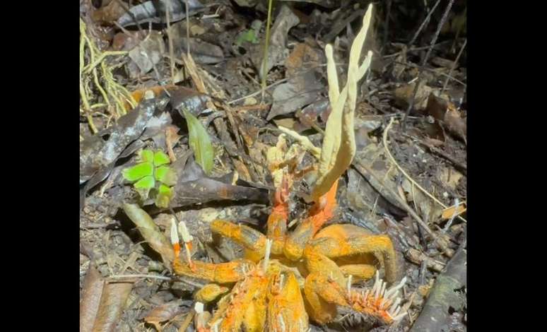 Tarântula dominada pelo fungo Cordyceps