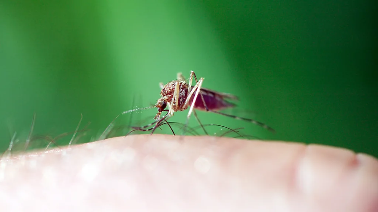 Voluntários permitem deliberadamente que mosquitos portadores de malária os piquem, em nome da pesquisa médica