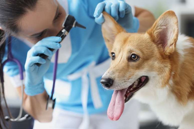 Com a idade, é comum os sentidos dos cachorros enfraqueceram 