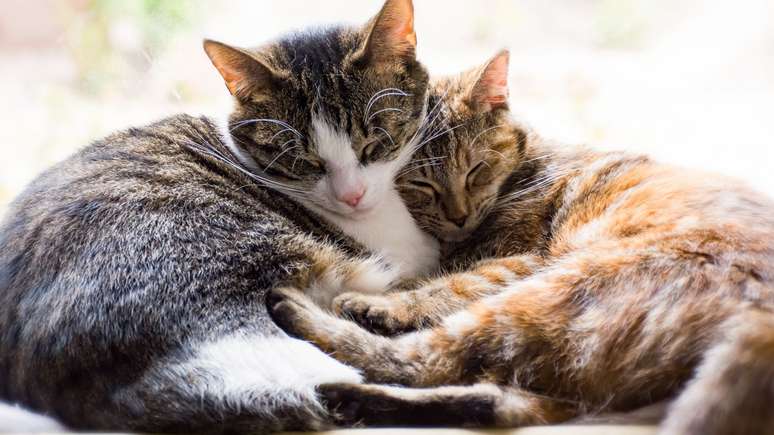 Pesquisas mostram que, quando um outro animal em sua casa morre, os gatos podem estar de luto junto conosco