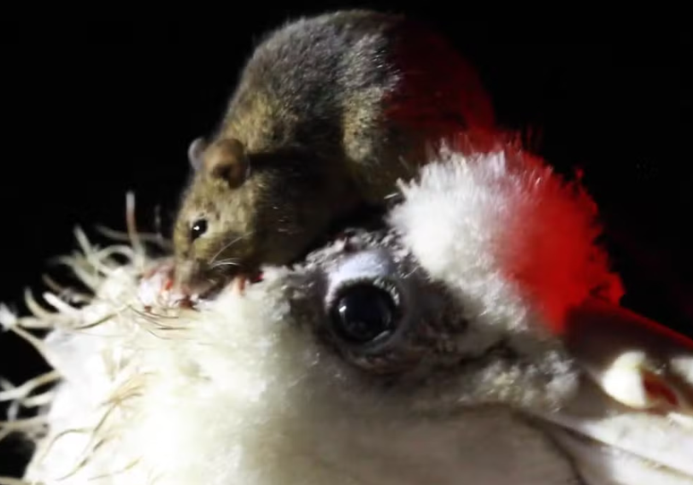 Ratos atacam as aves, que morrem de infecção ou inanição