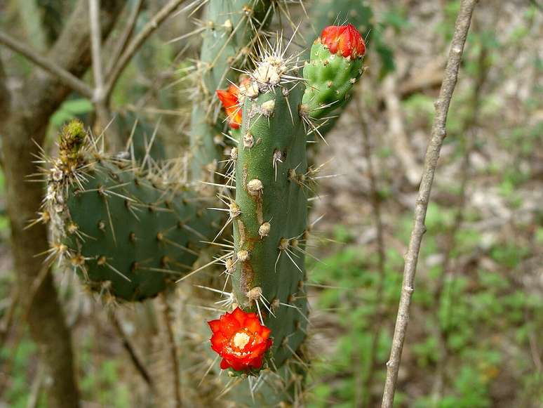 Tacinga-palmadora