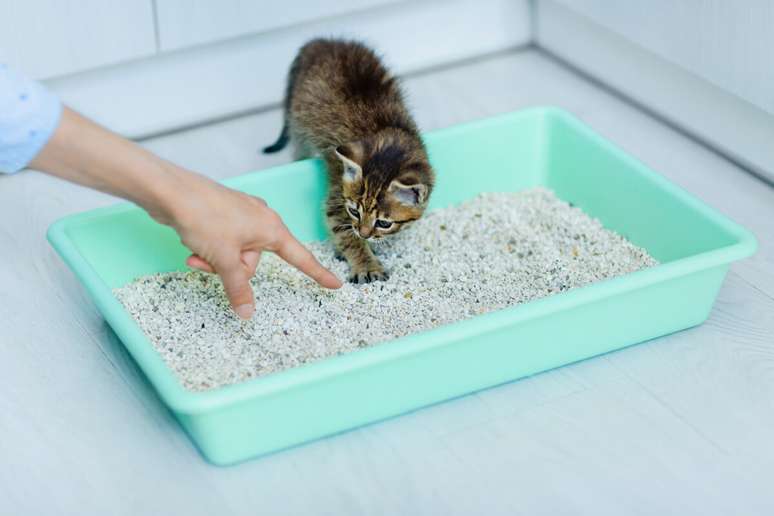 Ensinar o gato a usar a caixa de areia implica estratégias como garantir que ela esteja em um lugar tranquilo e de fácil acesso 