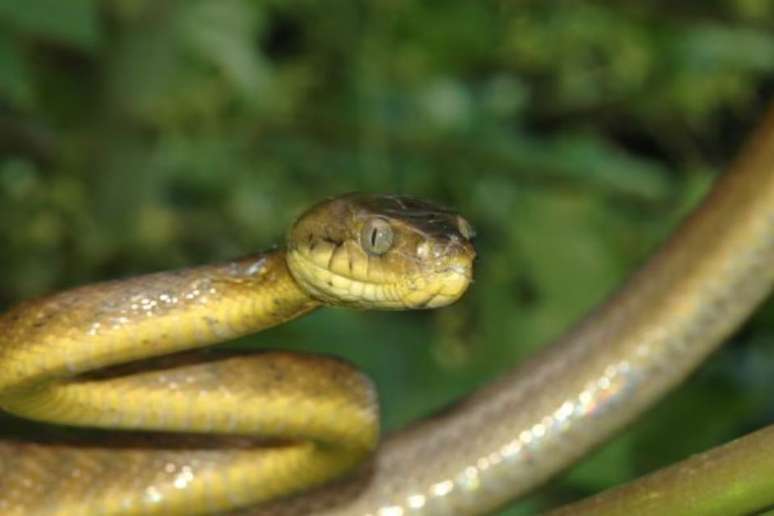 A cobra-arbórea-marrom (Boiga irregularis) causou a extinção de algumas espécies de pássaros que vivem em Guam