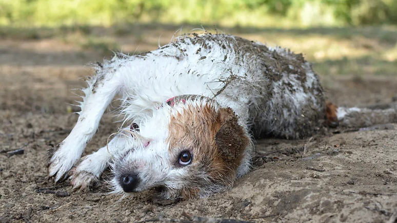 Às vezes, nossos cães rolam em algo nojento e há várias possíveis explicações para isso