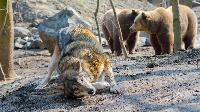 Os lobos rolam em fezes de outros carnívoros