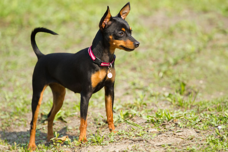 Pequeno e enérgico, o pinscher miniatura tem pelagem curta e demanda pouca manutenção 