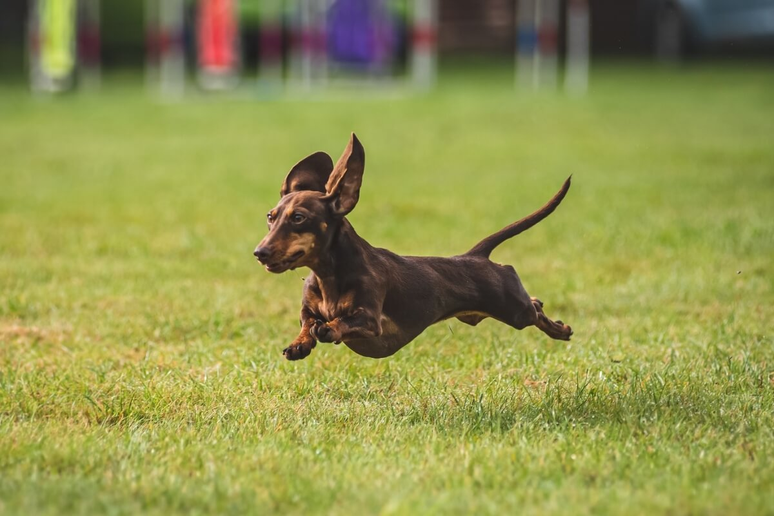 O dachshund é uma raça de corpo alongado e pelagem curta 